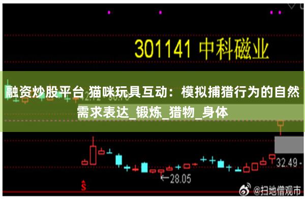 融资炒股平台 猫咪玩具互动：模拟捕猎行为的自然需求表达_锻炼_猎物_身体
